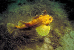 Floating Sea raven 